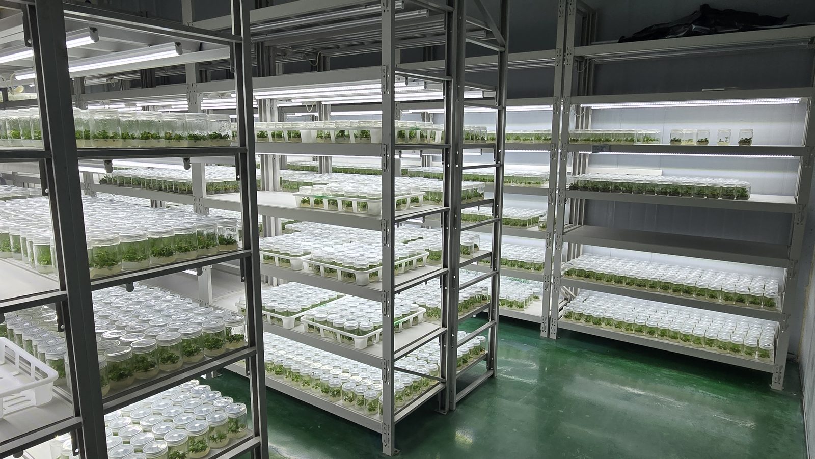 组培架 — 离体快繁实验室多层培养架实景
